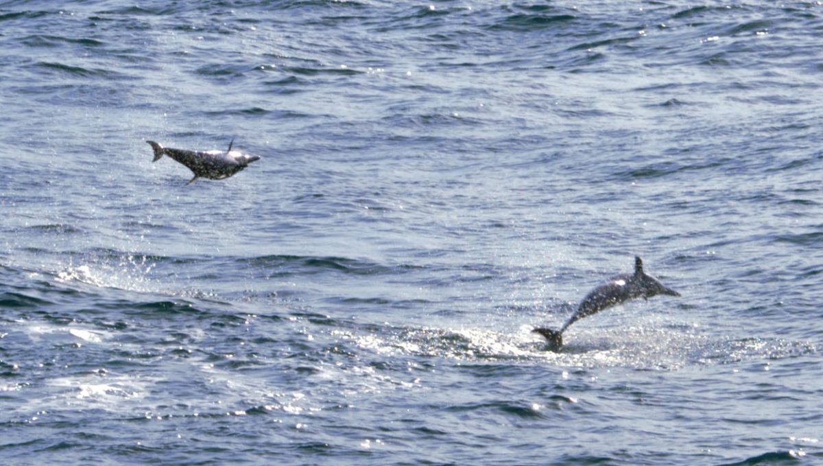 Научить дельфина: как оставаться гибким в сложных ситуациях