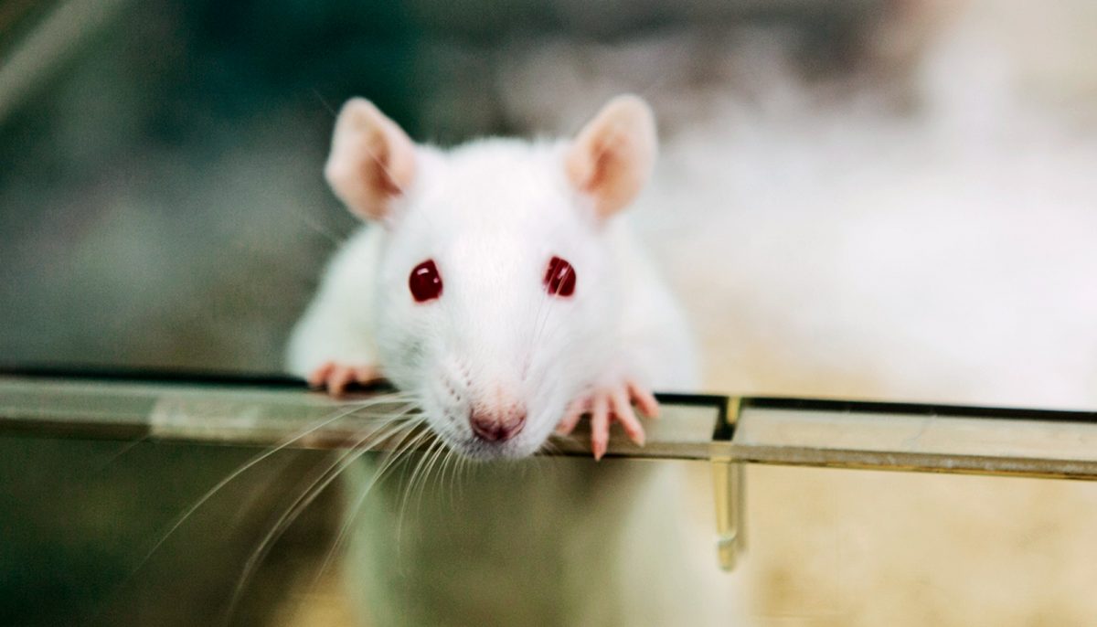 Крысы в лабиринте: как хронический стресс разрушает жизнь и что с этим делать