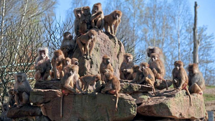 Помойные обезьяны: как павианы повторили путь западной цивилизации