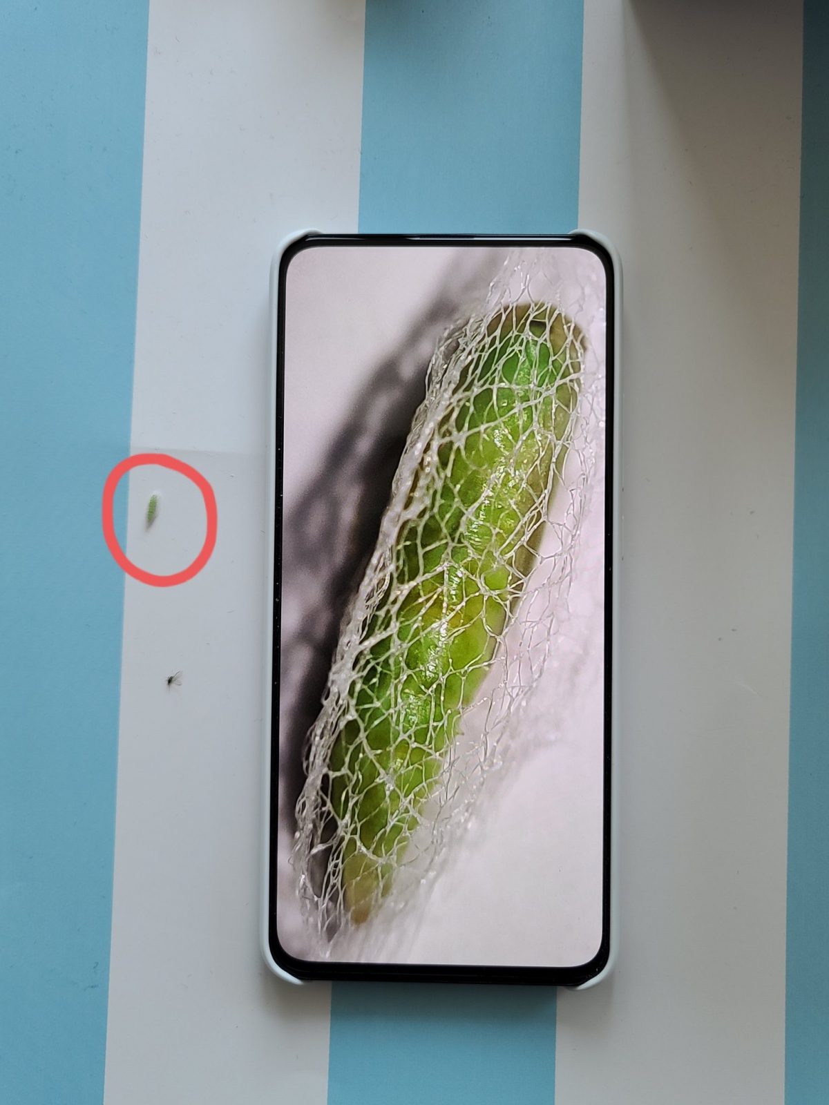 Инсайдер испытал камеру Xiaomi Redmi K30 Pro в качестве микроскопа