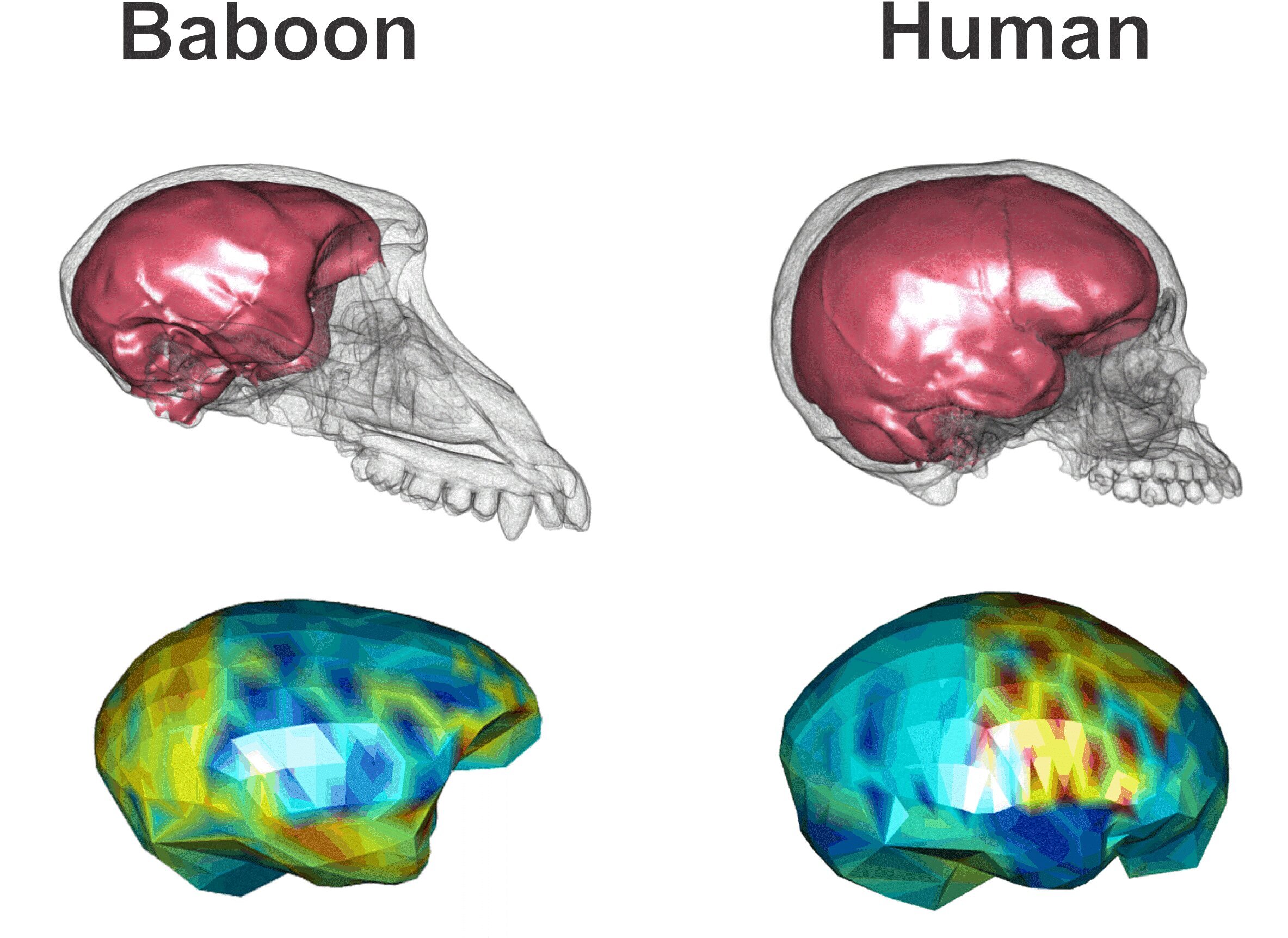 Размер мозга увеличивается. Мозг человека и животных. Размер мозга человека.