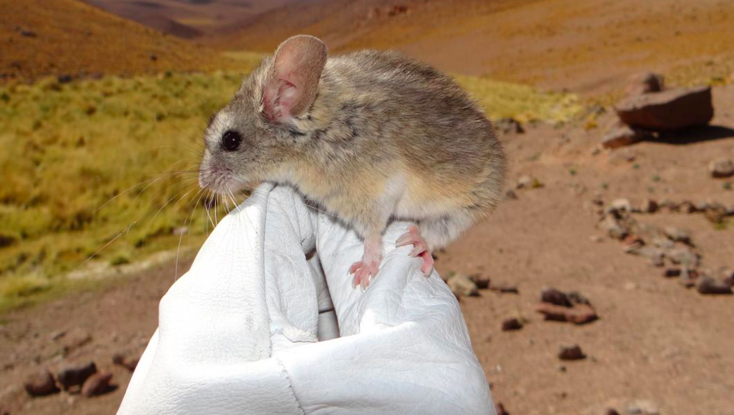 Учёные нашли мышь на самой большой высоте