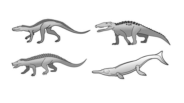 Стало известно, почему крокодилы практически не изменились со времён динозавров