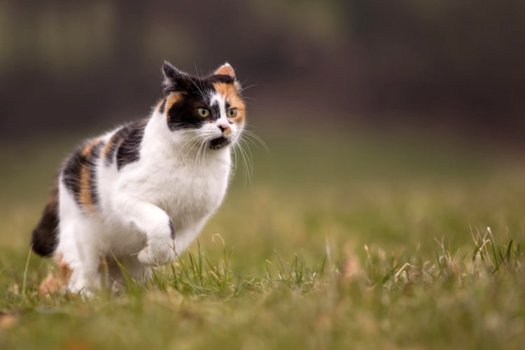 Учёные объяснили, почему четвероногие животные бегают быстрее человека