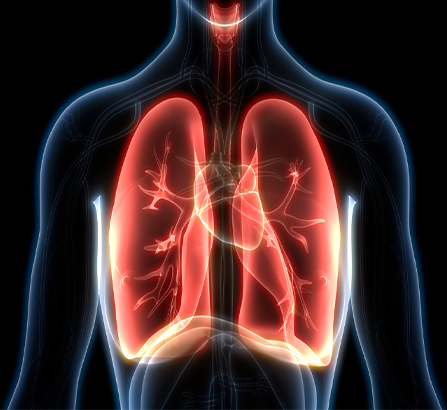 Исследователи выяснили, что ухудшение работы лёгких может привести к остановке сердца
