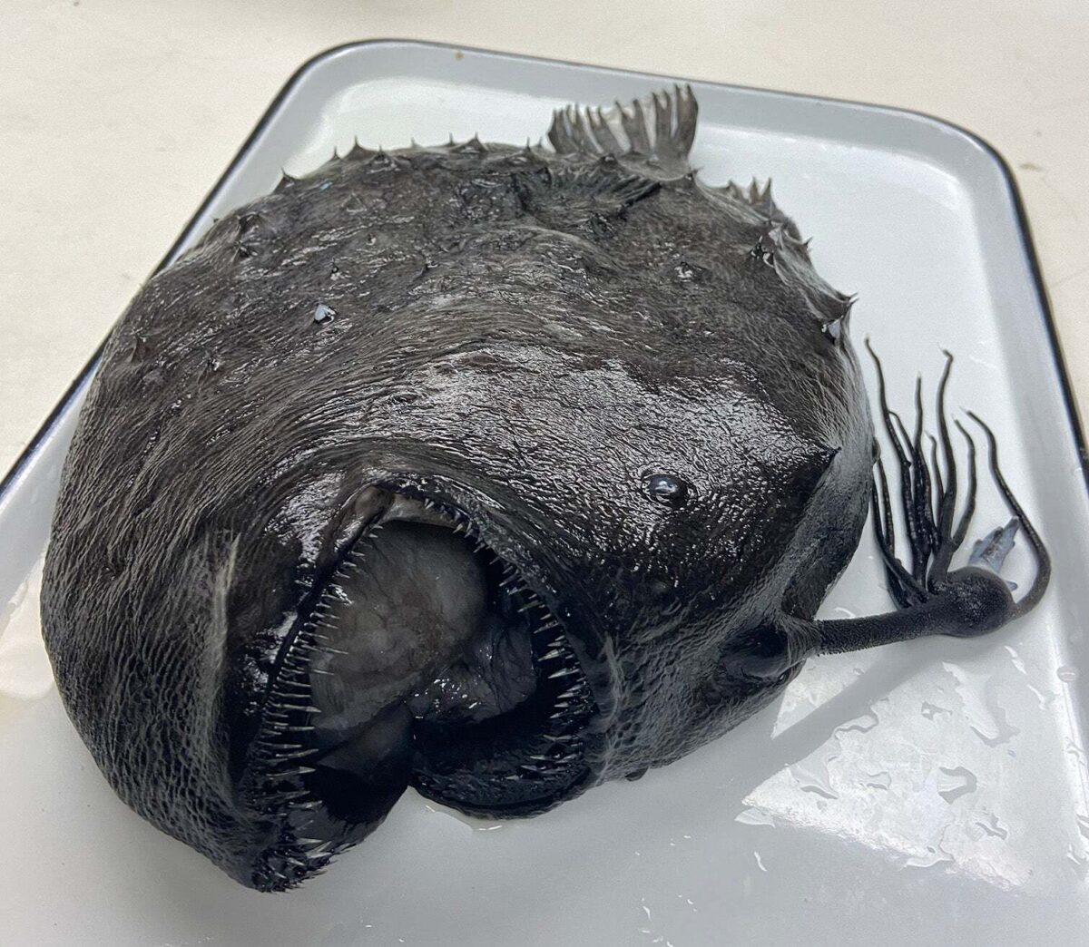 Глубоководная рыба-удильщик производит свет собственным телом