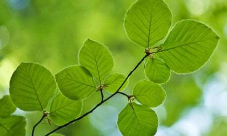 Почему у растений на одной и той же территории форма листьев может быть разной