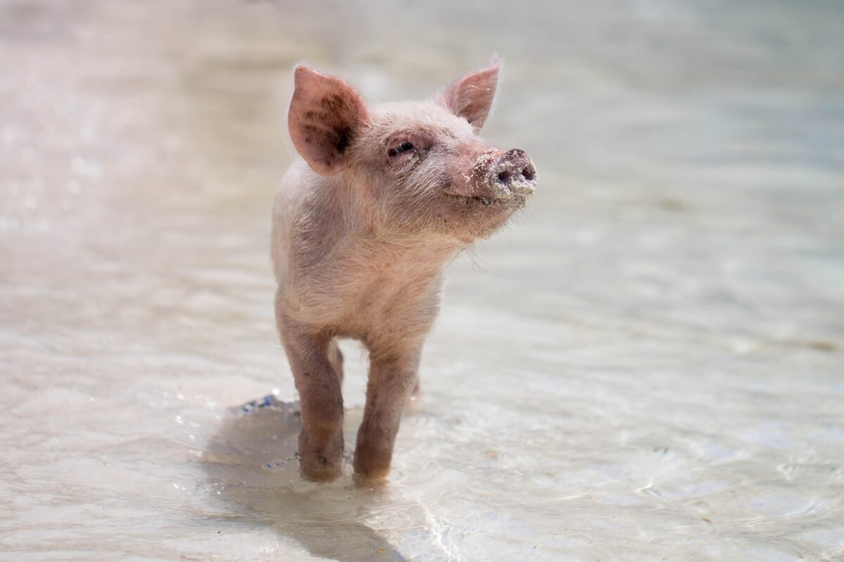 Учёные приблизились к общению со свиньями