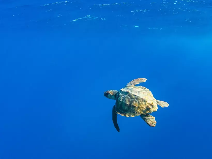 Как солнечный свет лечит морских черепах