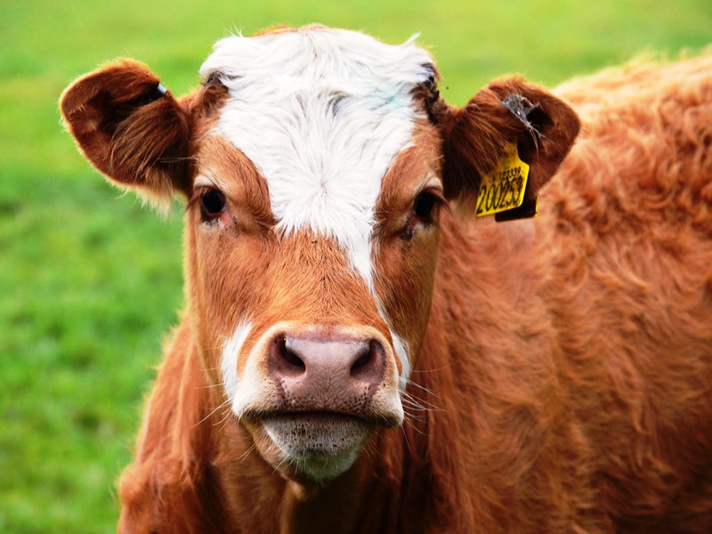 Мясные противоречия: почему мы любим животных — и с удовольствием их едим