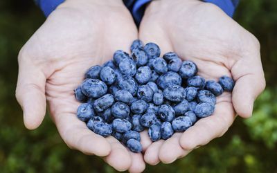 Экстракт черники помог ускорить заживление ран