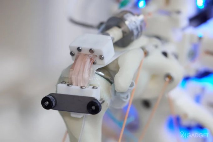 Исследователи научились выращивать живые ткани на роботах (2 фото)