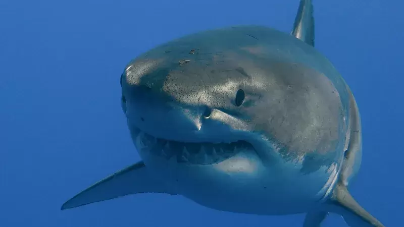 Почему самая большая в мире акула мегалодон вымерла