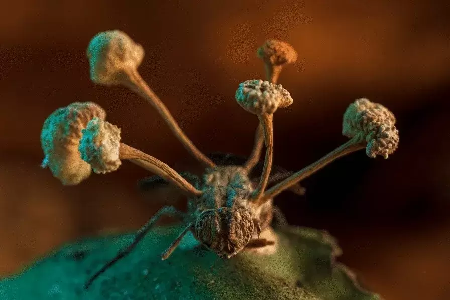 Зомбирующий грибок на мухе и другие: показаны лучшие фото природы 2022 г.