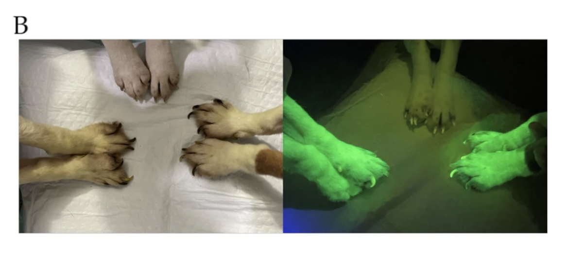 Ученые создали светящихся в темноте собак