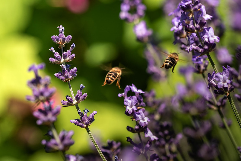 Битва за пчел: дефицит опылителей толкает растения на хитрости