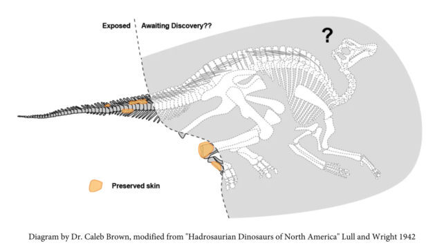 Учёные нашли редкую «мумию» динозавра