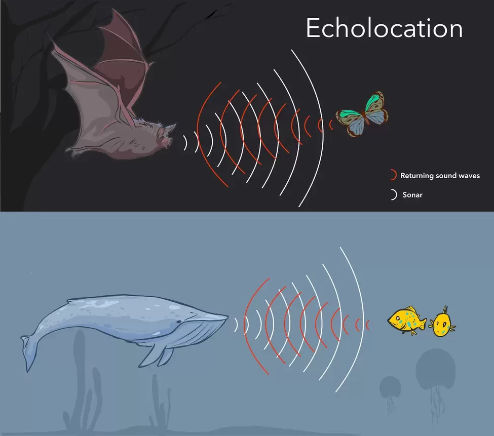 Как работает эхолокация у летучих мышей