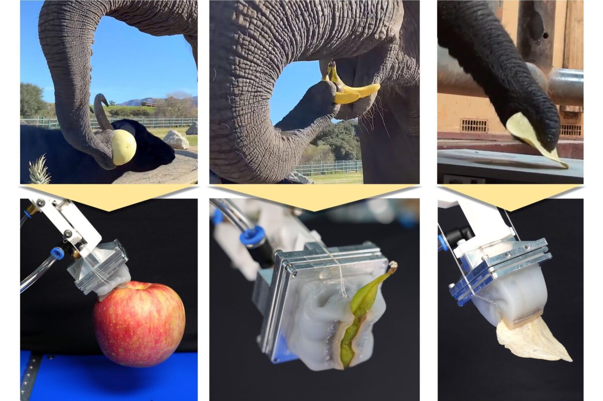 Учёные создали «робохобот» по аналогии со слоновьим