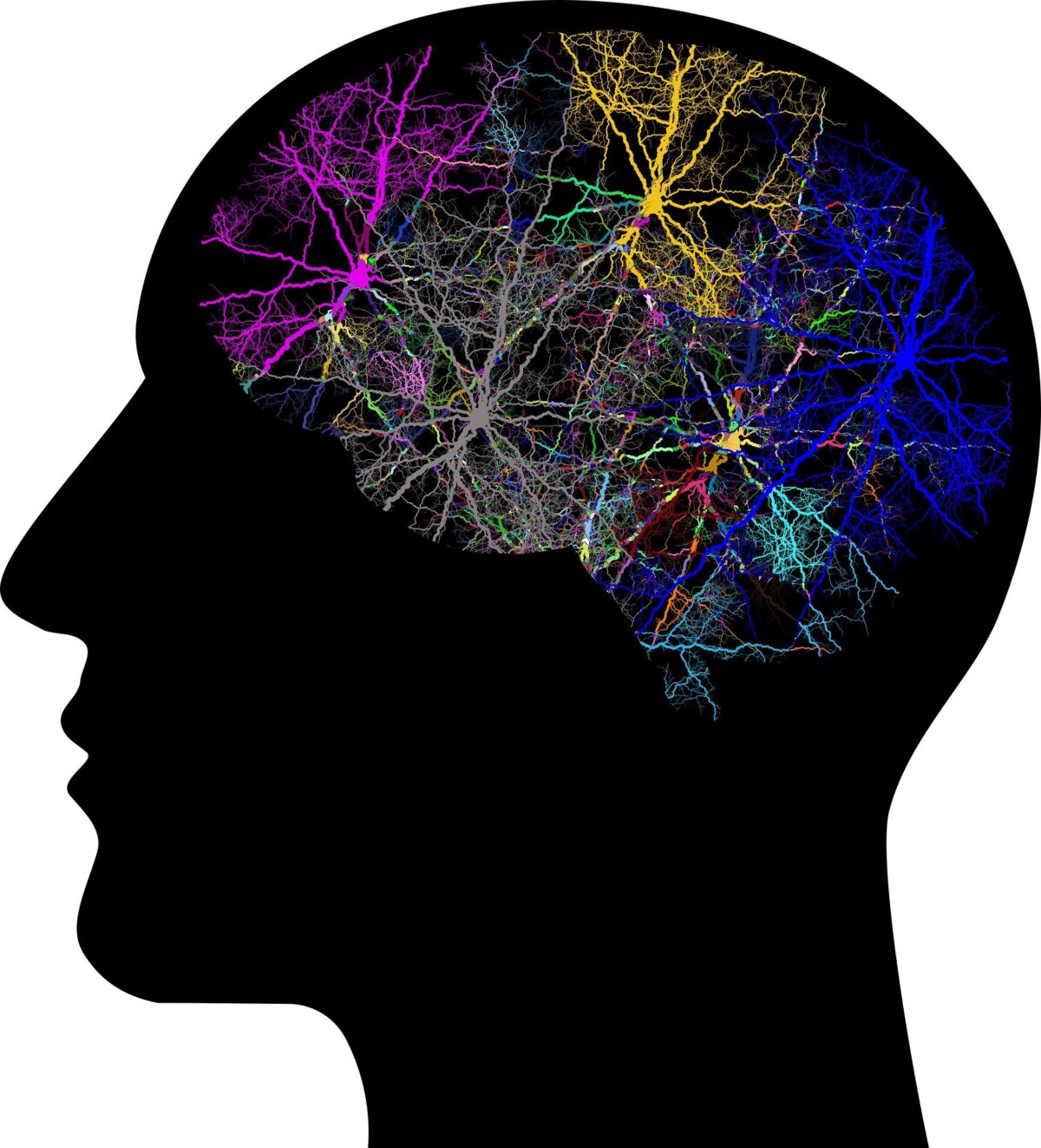 Что происходит в мозгу человека, когда он изучает что-то новое